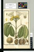 Caryocar amygdaliferum / Is[idro] Galvez del. Original drawing from Ruiz & Pavón's Expedition (1777-1816)