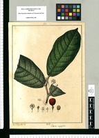 Uvaria magnifolia / Xav[ie]r Cor[té]s y Alco[ce]r del. Original drawing from Ruiz & Pavón's Expedition (1777-1816)