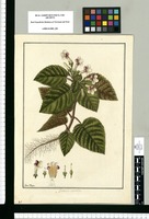 Gesneria tricolor / Fran[cis]co Pulgar. Original drawing from Ruiz & Pavón's Expedition (1777-1816)