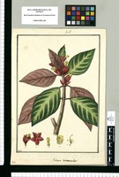 Besleria diversicolor / Galvez. Original drawing from Ruiz & Pavón's Expedition (1777-1816)