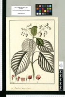 Besleria tetrangularis / Fran[cis]co Pulgar. Original drawing from Ruiz & Pavón's Expedition (1777-1816)