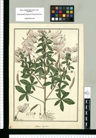 Cleome digitata / Fran[cis]co Pulgar. Original drawing from Ruiz & Pavón's Expedition (1777-1816)