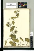 Passiflora punctata / J[ose]ph Brunete. Original drawing from Ruiz & Pavón's Expedition (1777-1816)