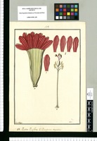 Partes Passiflorae magniflora: V[ulgo] Purupuru / Fran[cis]co Pulgar. Original drawing from Ruiz & Pavón's Expedition (1777-1816)