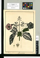 Bignonia involucrata / José Gab. Rivera del. Original drawing from Ruiz & Pavón's Expedition (1777-1816)