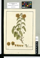 Sida / Fran[cis]co Pulgar. Original drawing from Ruiz & Pavón's Expedition (1777-1816)