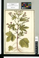 Malva peruviana Lin. / J[ose]ph Brunete. Original drawing from Ruiz & Pavón's Expedition (1777-1816)