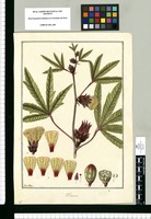 Hibiscus [fraternus] / Fran[cis]co Pulgar. Original drawing from Ruiz & Pavón's Expedition (1777-1816)