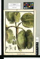 Cavanillesia pinnata; Arbol del Tambor / Brunete. Original drawing from Ruiz & Pavón's Expedition (1777-1816)