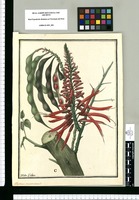 Erythrina corallodendrom. L. / Ysidro Galvez. Original drawing from Ruiz & Pavón's Expedition (1777-1816)