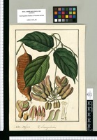 Negretia: [mitis] V[ulgo] Llamapañahui / Fran[cis]co Pulgar. Original drawing from Ruiz & Pavón's Expedition (1777-1816)