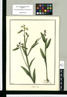 Crotalaria alata / Galvez. Original drawing from Ruiz & Pavón's Expedition (1777-1816)