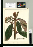 Palaua biserrata / Brunete. Original drawing from Ruiz & Pavón's Expedition (1777-1816)