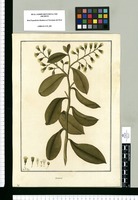 Senecio / Fran[cis]co Pulgar. Original drawing from Ruiz & Pavón's Expedition (1777-1816)