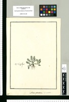 Soliva pedicellata: Sp. necessaria / Brunete. Original drawing from Ruiz & Pavón's Expedition (1777-1816)