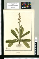 Elephantopus / Fran[cis]co Pulgar. Original drawing from Ruiz & Pavón's Expedition (1777-1816)