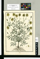 Bidens / Fran[cis]co Pulgar. Original drawing from Ruiz & Pavón's Expedition (1777-1816)