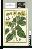 Helianthus?: Syng. Polyg. frustranea / Fran[cis]co Pulgar. Original drawing from Ruiz & Pavón's Expedition (1777-1816)