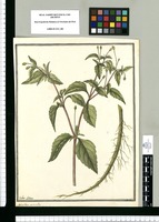 Spilanthus [sic] acmella / Ysidro Galvez. Original drawing from Ruiz & Pavón's Expedition (1777-1816)