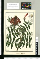 Mutisia lanata / Fran[cis]co Pulgar. Original drawing from Ruiz & Pavón's Expedition (1777-1816)