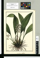 Maxillaria undulata / Galvez. Original drawing from Ruiz & Pavón's Expedition (1777-1816)