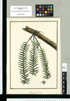 Fernandezia laxa / Brunete. Original drawing from Ruiz & Pavón's Expedition (1777-1816)