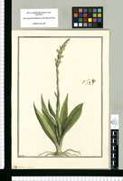 Satyrium virescens / Brunete. Original drawing from Ruiz & Pavón's Expedition (1777-1816)