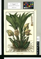 Anguloa uniflora / Galvez. Original drawing from Ruiz & Pavón's Expedition (1777-1816)