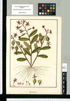 Epidendrum / Fran[cis]co Pulgar. Original drawing from Ruiz & Pavón's Expedition (1777-1816)