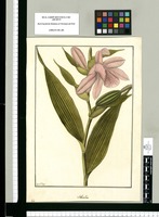 Sobralia / Fran[cis]co Pulgar. Original drawing from Ruiz & Pavón's Expedition (1777-1816)