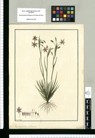 Sisyrinchium violaceum / Fran[cis]co Pulgar. Original drawing from Ruiz & Pavón's Expedition (1777-1816)