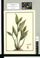 Limodorum croceum / Brunete. Original drawing from Ruiz & Pavón's Expedition (1777-1816)