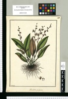 Humboldtia [sic] purpurea / Fran[cis]co Pulgar. Original drawing from Ruiz & Pavón's Expedition (1777-1816)