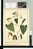 Aristolochia ¿Anguicida?: Vulgo Bejuco de Zaragoza / Jose Gabr[ie]l Rivera del. Original drawing from Ruiz & Pavón's Expedition (1777-1816)