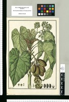 Jatropha curcas / Fran[cis]co Pulgar. Original drawing from Ruiz & Pavón's Expedition (1777-1816)
