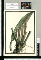 Arum lanceolatum / Brunete. Original drawing from Ruiz & Pavón's Expedition (1777-1816)