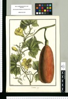Cucurbita upe / Brunete. Original drawing from Ruiz & Pavón's Expedition (1777-1816)