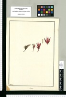 Begonia / Galvez. Original drawing from Ruiz & Pavón's Expedition (1777-1816)