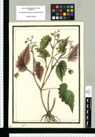 Begonia [purpurea] / Brunete. Original drawing from Ruiz & Pavón's Expedition (1777-1816)