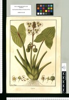 Sagittaria / Fran[cis]co Pulgar. Original drawing from Ruiz & Pavón's Expedition (1777-1816)