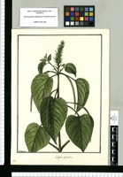 Acalypha glandulosa / Galvez. Original drawing from Ruiz & Pavón's Expedition (1777-1816)