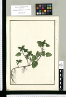 [Urtica dauciodora] / Brunete. Original drawing from Ruiz & Pavón's Expedition (1777-1816)