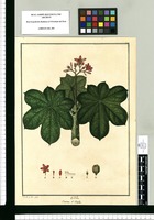 Croton, V. Chala / J[osé] G[abriel] à R[ivera] del. Original drawing from Ruiz & Pavón's Expedition (1777-1816)