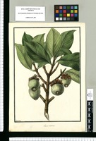 Clusia radicans / Galvez. Original drawing from Ruiz & Pavón's Expedition (1777-1816)