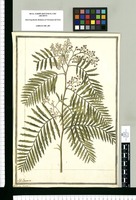 Schinus Molle L. / J[ose]ph Brunete. Original drawing from Ruiz & Pavón's Expedition (1777-1816)