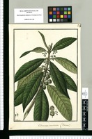 Citrosma muricata: (femina) / Galvez. Original drawing from Ruiz & Pavón's Expedition (1777-1816)