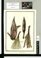 Cecropia canescens / Galvez. Original drawing from Ruiz & Pavón's Expedition (1777-1816)