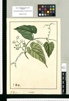 Smilax?: Ignota. Original drawing from Ruiz & Pavón's Expedition (1777-1816)
