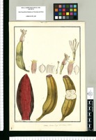 Musa, platano largo de la tierra o comun / Francisco Pulgar. Original drawing from Ruiz & Pavón's Expedition (1777-1816)