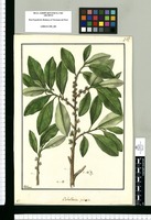 Caballeria pellucida / Galvez. Original drawing from Ruiz & Pavón's Expedition (1777-1816)